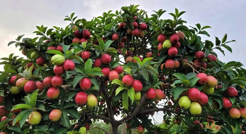 成年芭樂樹枝頭結滿成熟紅綠果實,呈現豐收景象。
