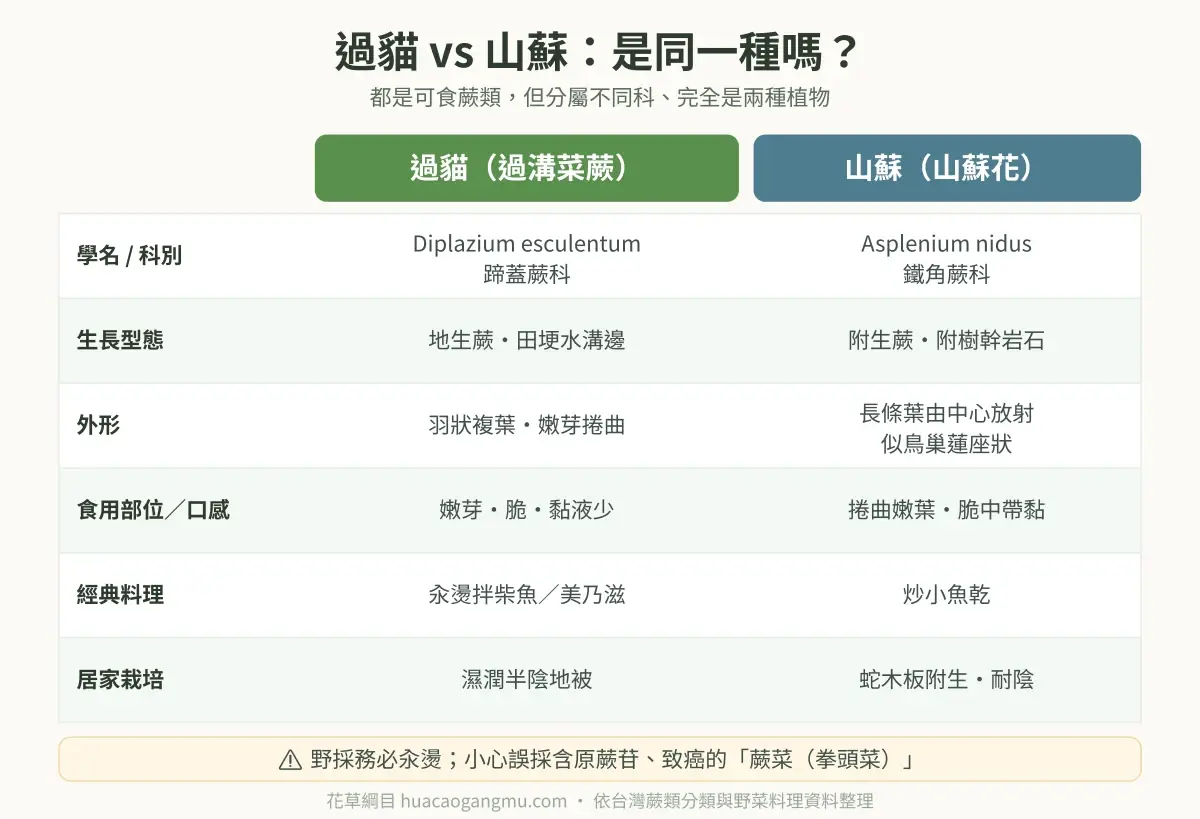 過貓與山蘇對照表:不同科、生長型態、外形、口感、料理與栽培
