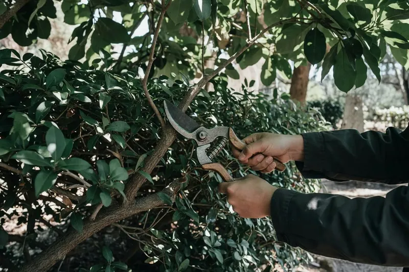 使用粗枝剪修剪灌木枝條正確姿勢，手臂伸直雙手握把刀刃垂直目標