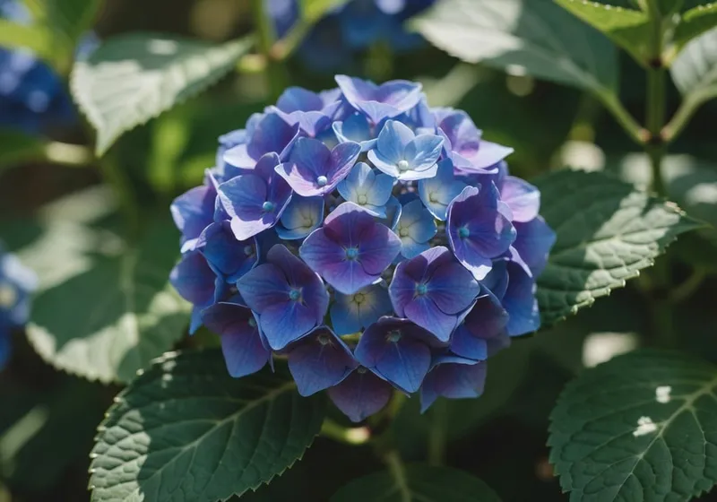 繡球花近拍顯示從藍色到紫色的顏色漸變，展現自然美麗。
