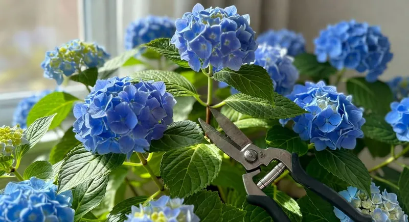 園丁用剪刀修剪繡球花叢，背景藍花，示範正確養護技巧。