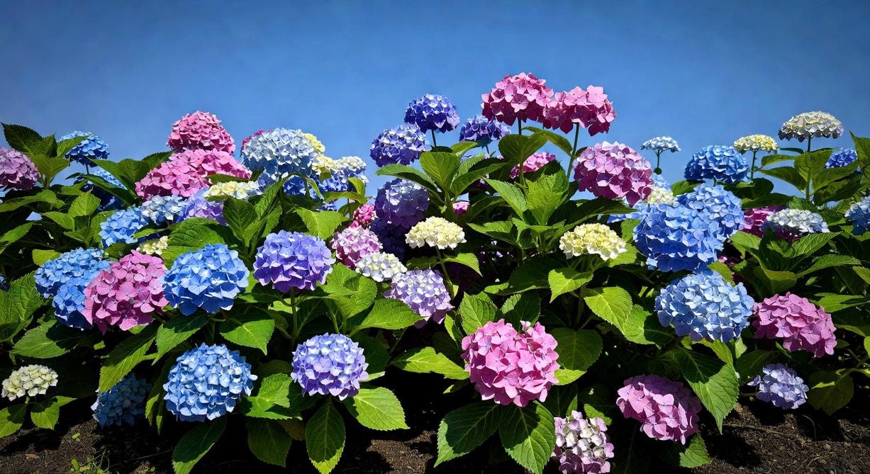 繡球花品種介紹及養護方法詳解