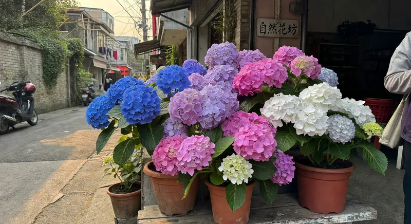 繡球花完全指南：從選色到養護