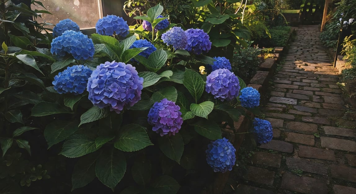繡球花叢特寫，藍紫色花球與綠葉相襯，花園石砌小徑旁，夏日柔光懷舊庭園