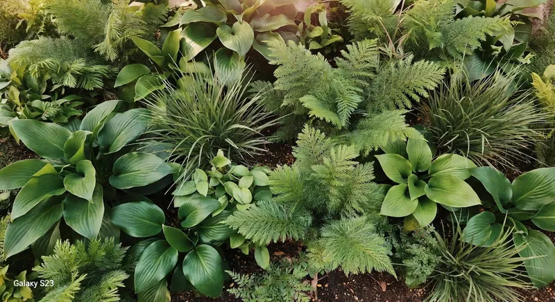 從上方觀看茂盛混合盆栽，呈現豐富綠色對比和紋理變化。