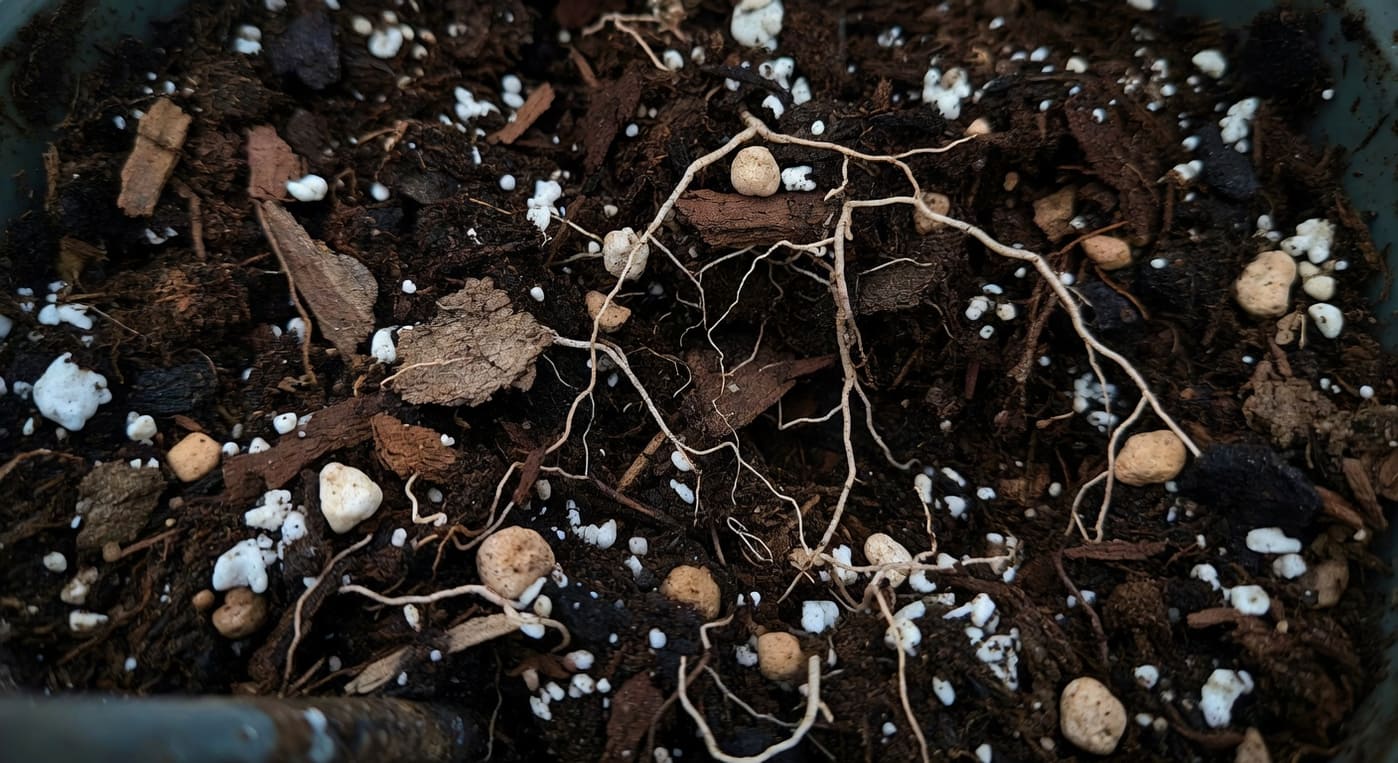 透氣混合土壤由泥炭、樹皮、珍珠岩和陶粒組成，植物根系在內部延展生長。