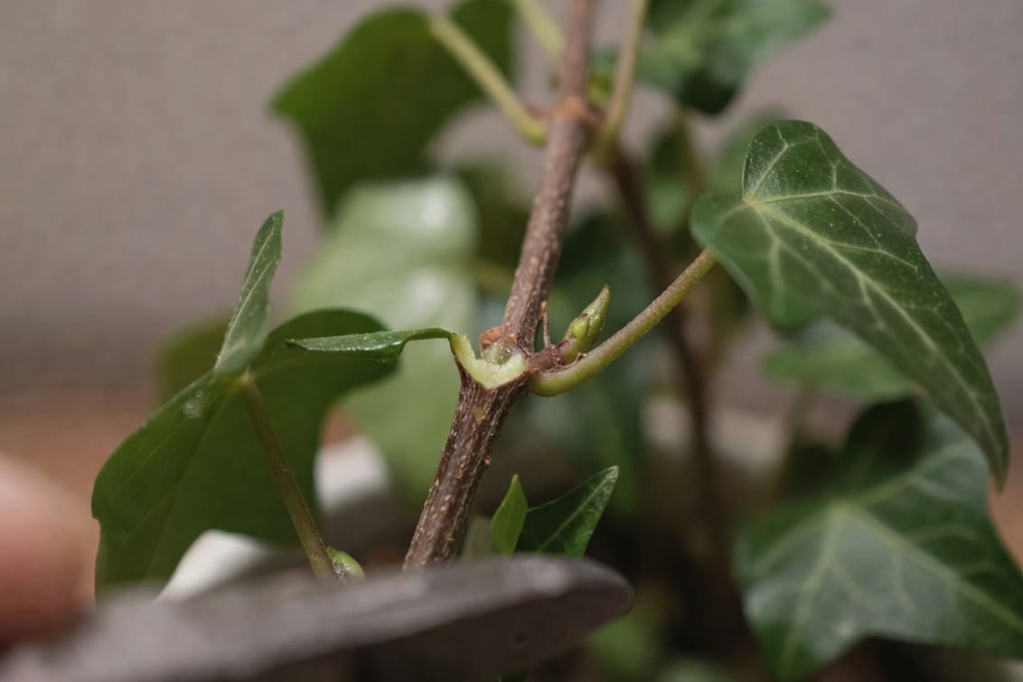 常春藤莖在葉點上方6毫米處用剪刀修剪，促進側枝萌發的詳細特寫。