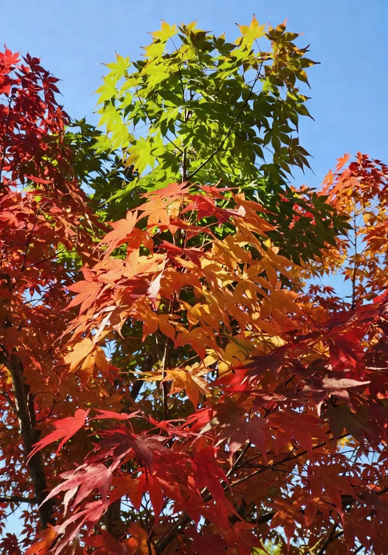 日本楓的秋色盛宴