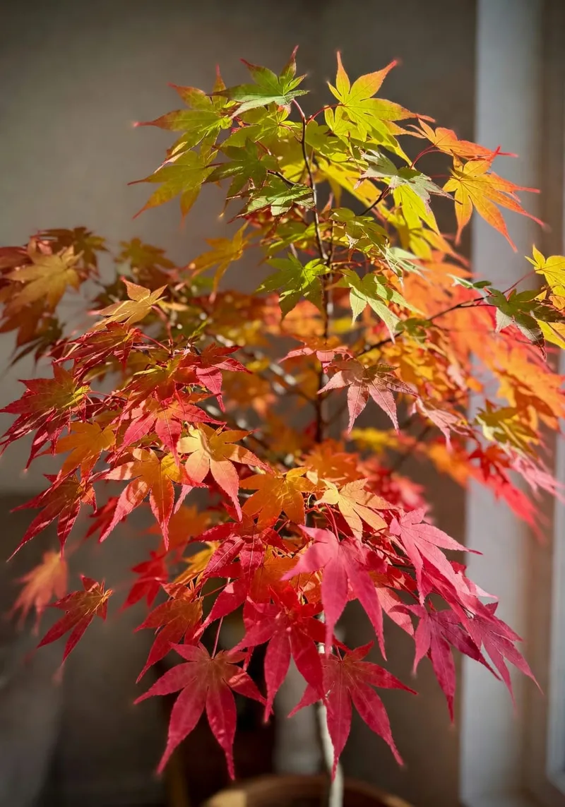 日本楓秋葉漸層：下紅中橙上綠，光線透射閃爍。