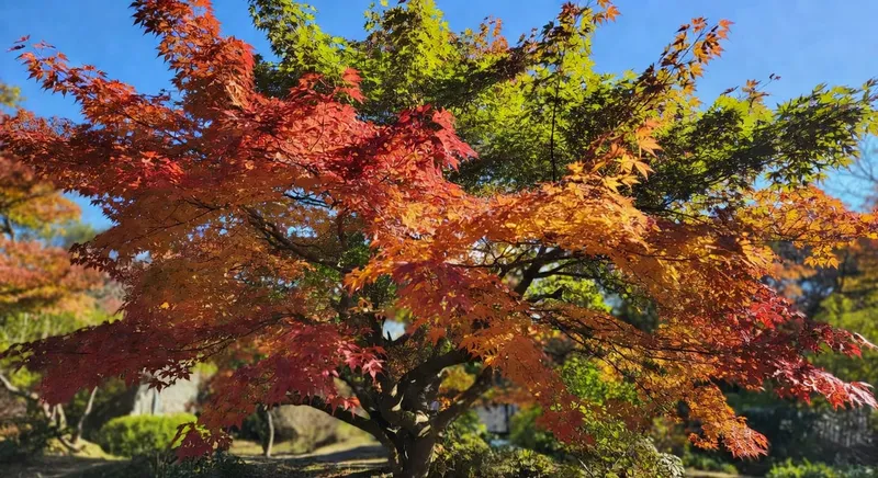 日本楓秋葉漸層：下紅中橙上綠，光線透射閃爍。
