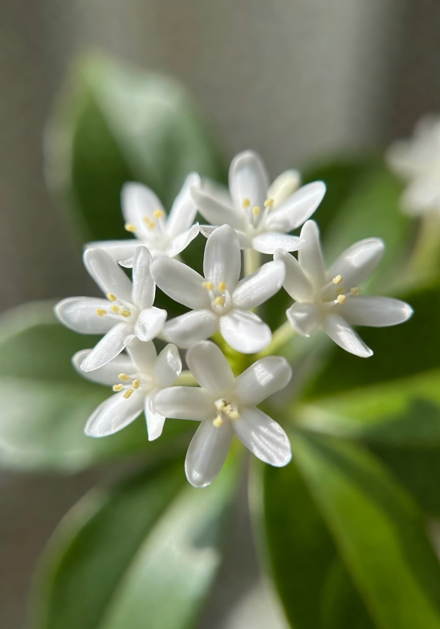 特寫茉莉花細小白色花朵，展現精緻結構和純淨色澤，背景模糊綠葉