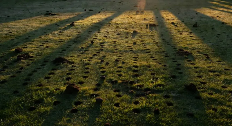 草坪通風打孔技術：疏鬆土壤促根系深層擴展