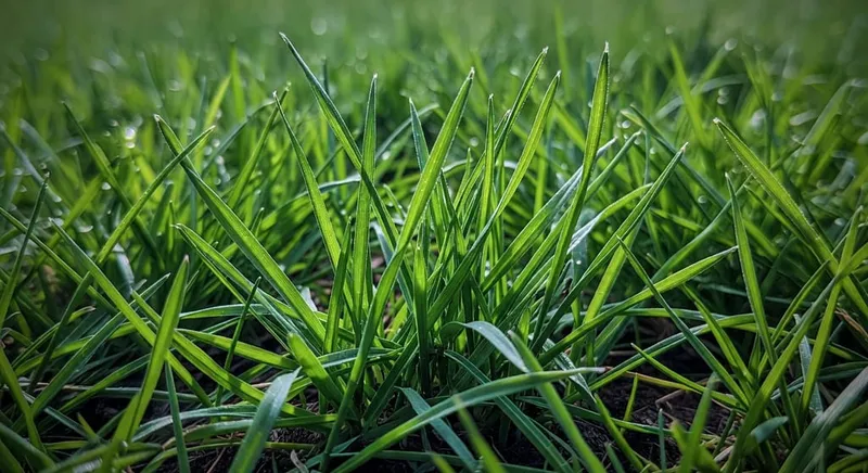 草坪的四季照護：時光流轉中的綠色呼吸