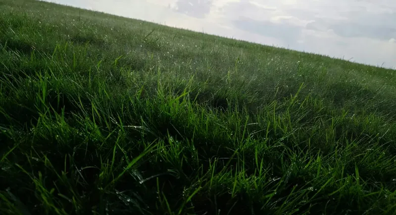 夏季草坪在陽光下蒸騰，深綠葉片反射光澤