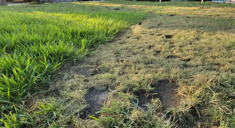 為什麼你家的草坪總是有禿塊？