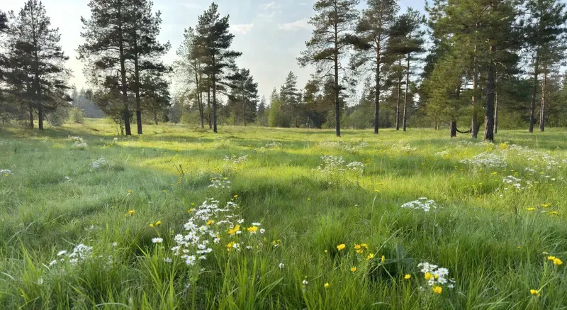 室內植物在LED燈下生長的景觀