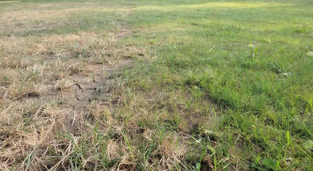 草坪復原過程：從枯黃草坪逐漸轉綠，新嫩芽冒出，邊界分明。