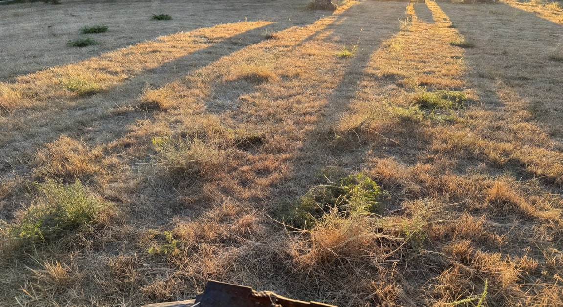 夏日烈陽下衰敗草坪，棕色枯草與雜草混雜，斑駁綠色區域突出。