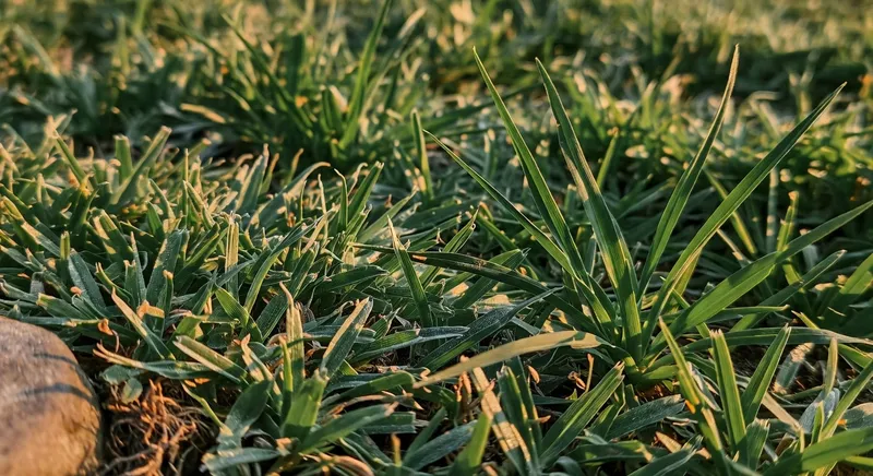 草坪從零開始：選種、建坪、出芽完全指南