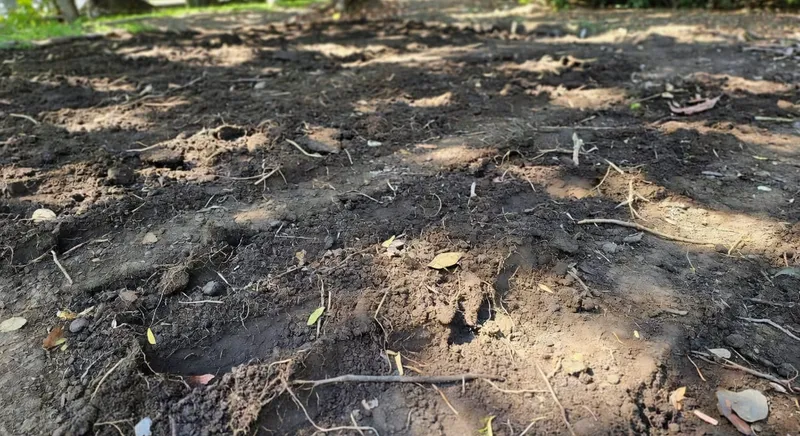 草坪建坪前土壤翻耕作業展示翻耕深度和清除雜物