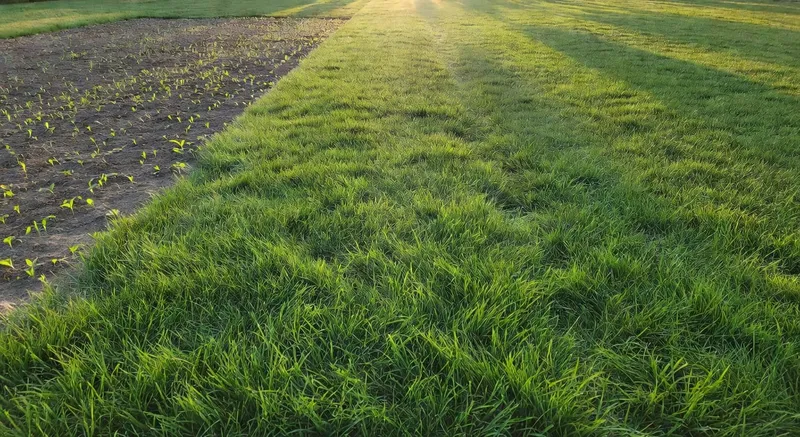 打造翠綠地毯的秘訣：草坪生長監測與護理要點，從播種到成熟全過程。