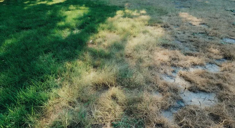 展示草坪從左側深綠健康、中間淡黃到右側枯褐乾枯的漸進衰退近景對比