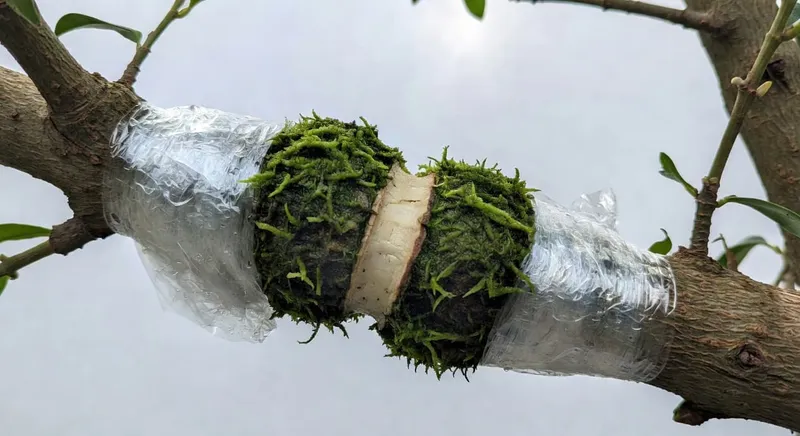 壓條繁殖實務操作