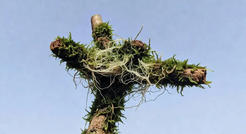 空中壓條枝條已生根：密集白色根系穿出水苔蘚，準備切離狀態