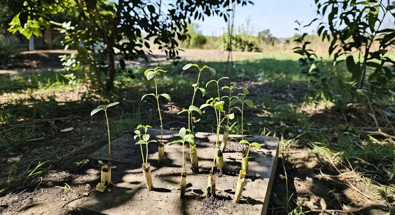 半遮蔭環境中壓條苗硬化馴化：逐漸增加光照過程展示