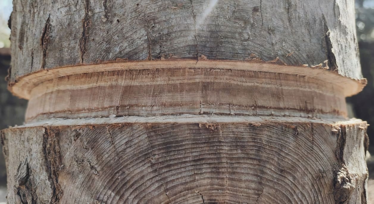 壓條繁殖術:利用植物的自我修復能力