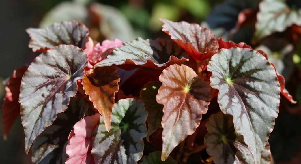 觀葉秋海棠葉色豐富變化,體現柔美生態設計精髓。