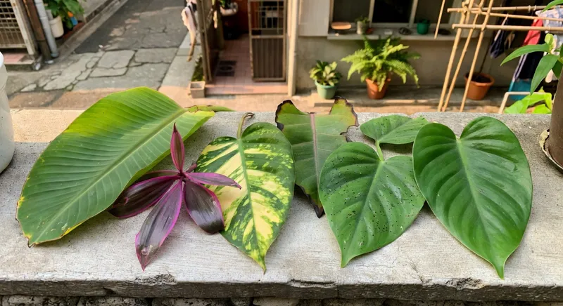 看葉色就知道：植物缺什麼一看就懂