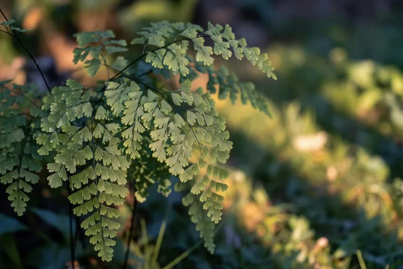 鐵線蕨的精緻世界