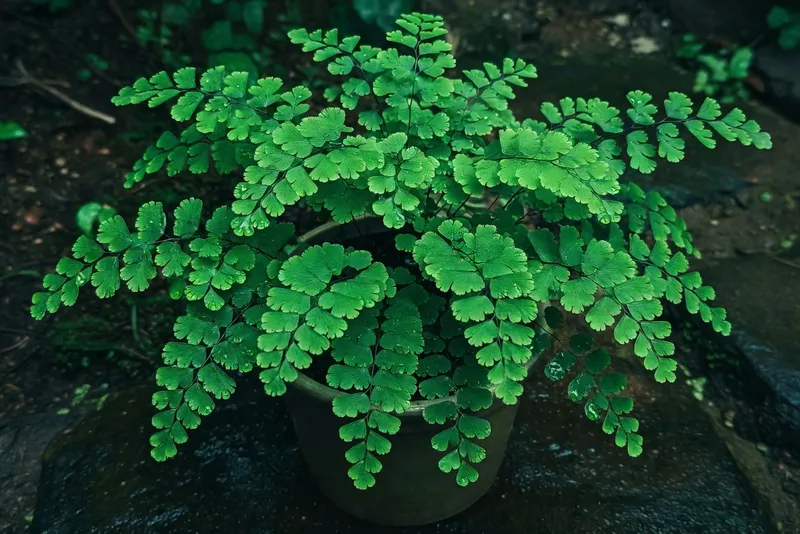 濕潤環境中生長的鐵線蕨盆栽，葉片翠綠飽滿