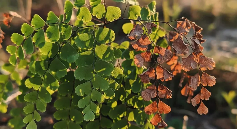 鐵線蕨褐化與萎蔫症狀的對比影像展示