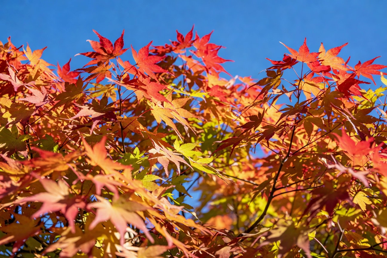 秋季青楓樹特寫，細緻羽形葉片紅黃綠混合色彩