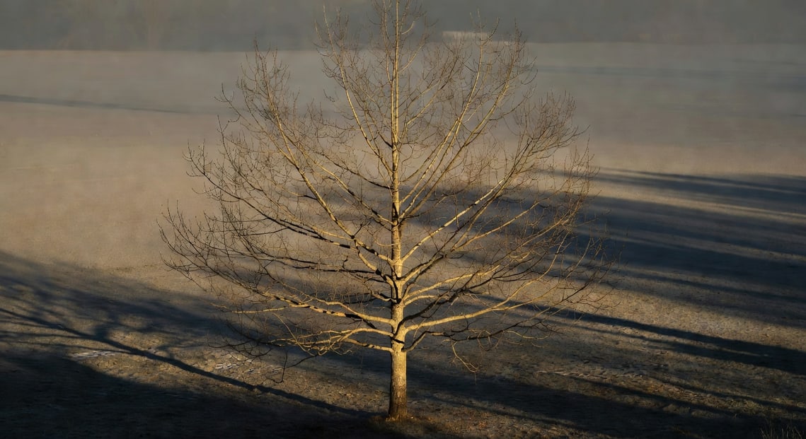 楓香樹冬季光禿樹幹分枝結構，規則樹形骨架