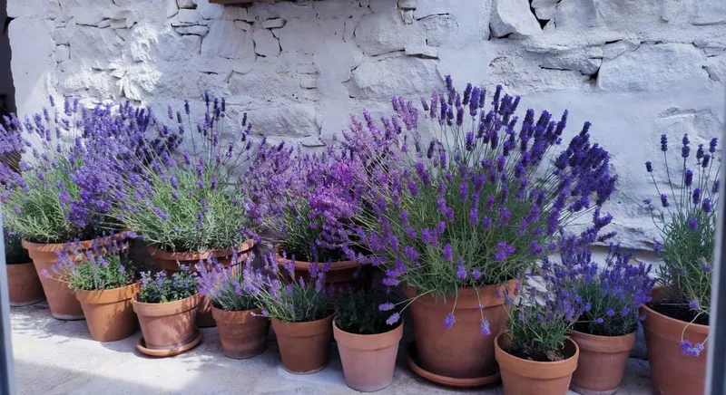 充滿地中海風情的庭院，白色石牆環繞，陶土花盆中紫色薰衣草盛開。