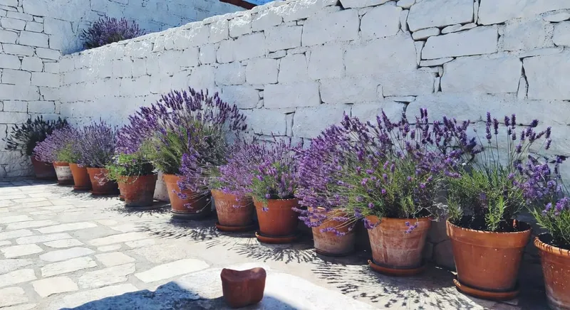 充滿地中海風情的庭院，白色石牆環繞，陶土花盆中紫色薰衣草盛開。