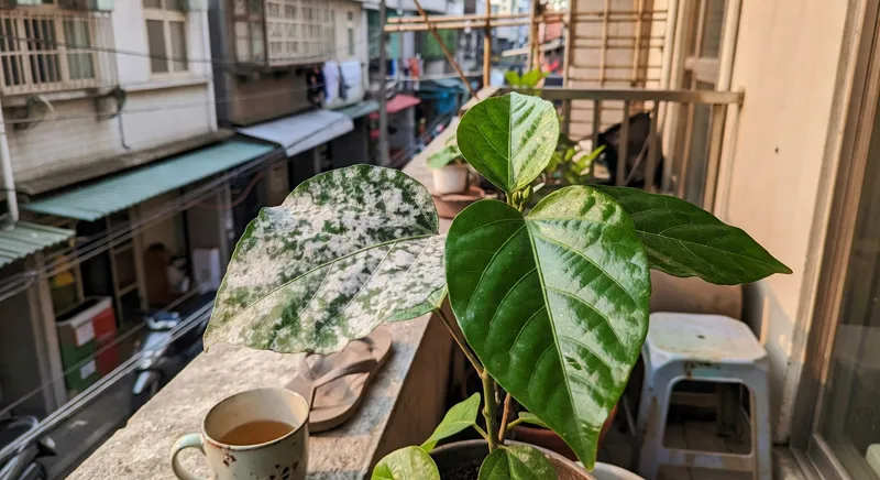 白粉病的預防與處理完整流程