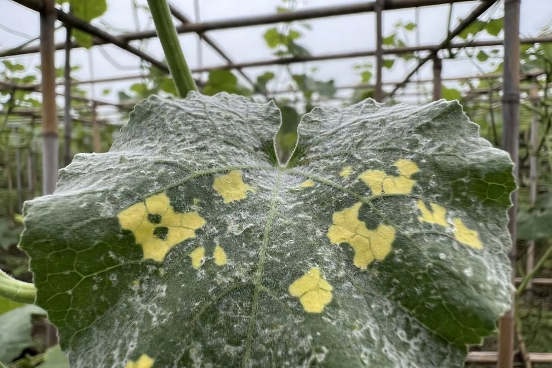 葫蘆科蔬菜葉片背面灰白色絨毛病斑，正面黃色多角形病斑，模糊棚架背景自然光