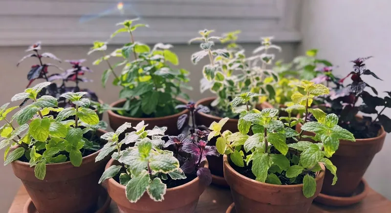 陽台薄荷家族冒險：多個陶盆中不同品種薄荷盛開，葉片色彩斑斕。