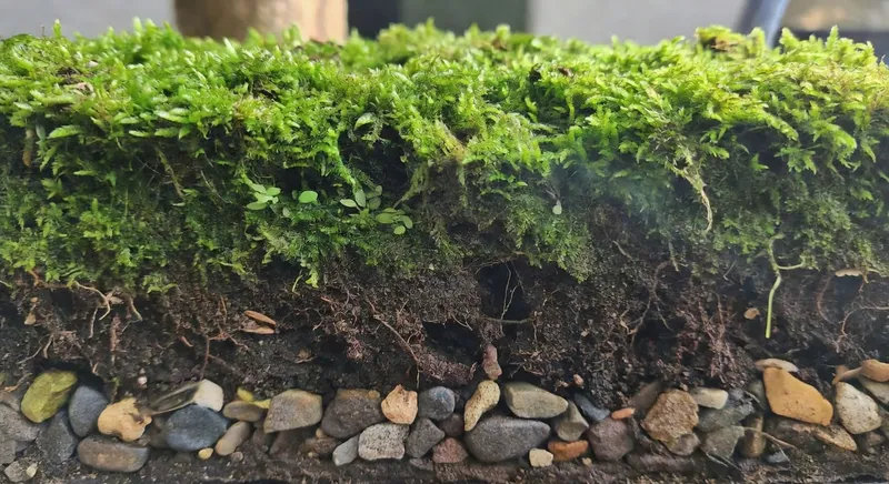 苔蘚微景觀分層結構示意圖，包括排水層、土壤層和植物層
