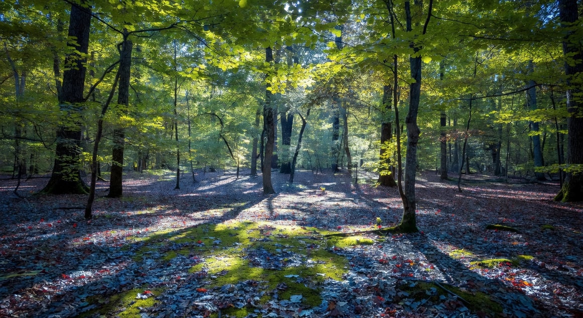 LED全光譜補光燈照射室內植物