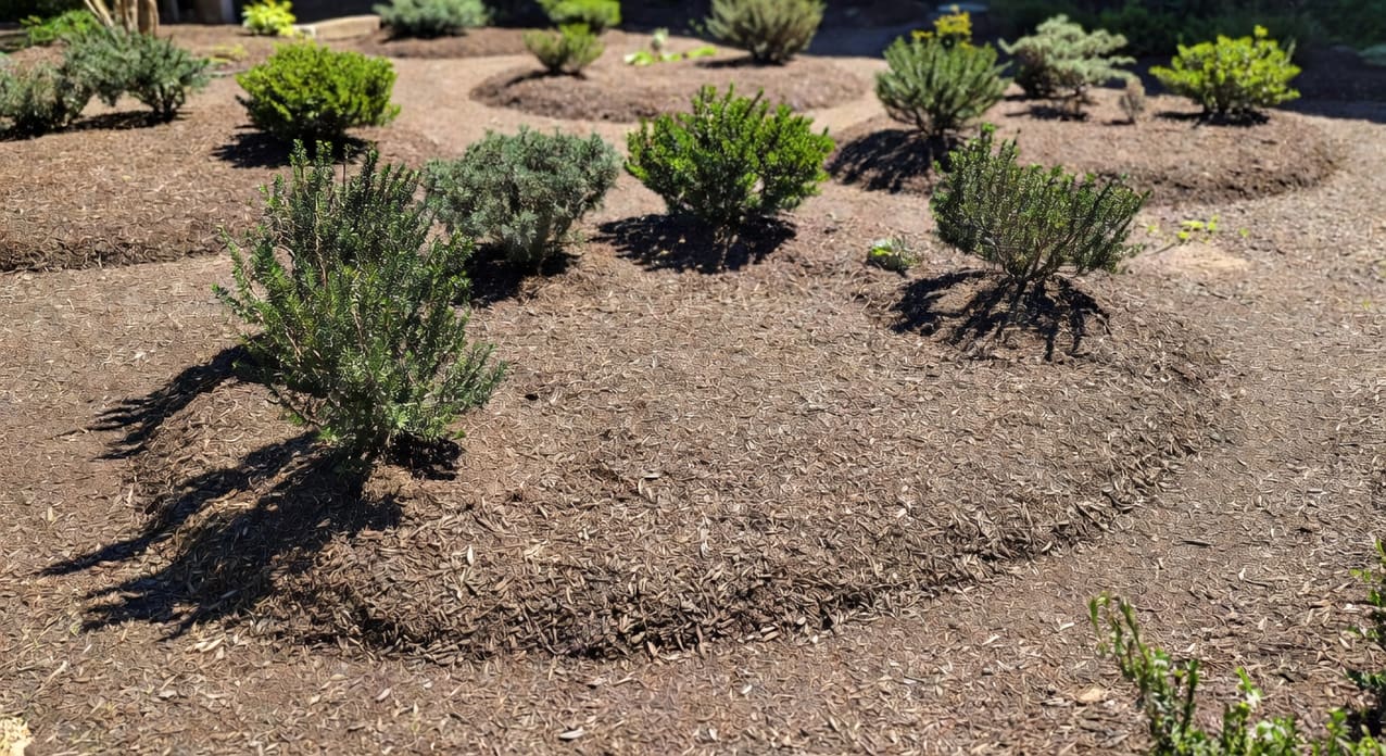 庭院實景：新鋪設有機覆蓋物圍繞灌木根部，邊界整潔，背景為種植床