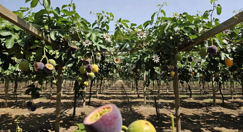 棚架上百香果茂密生長，展現高產藤蔓栽培效果。