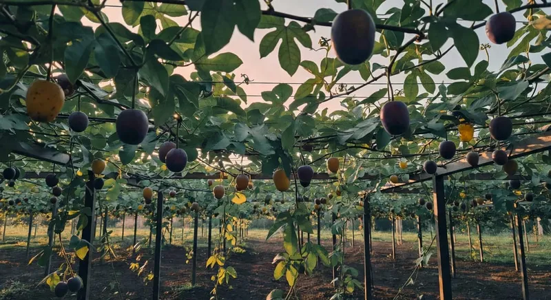 打造百香果高產果園，藤蔓纏繞棚架形成美麗綠意。