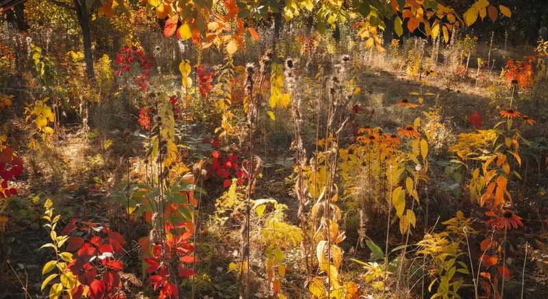 秋季多年生花壇遠景，顯示多樣植物秋色變化及乾燥莖干細節（18字）