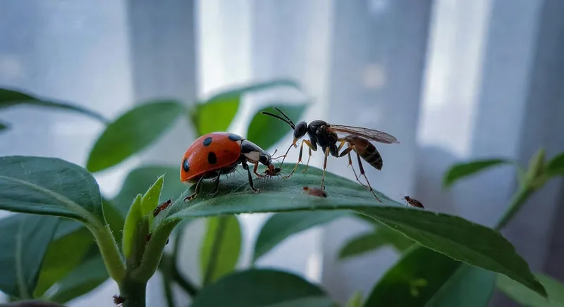瓢蟲與寄生蜂生物防治過程示意圖