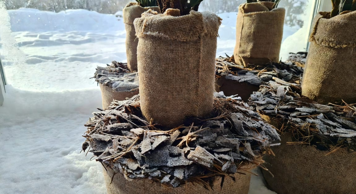 冬季防凍措施應用：盆栽裹麻布，根部鋪覆蓋物，背景積雪寒冷環境